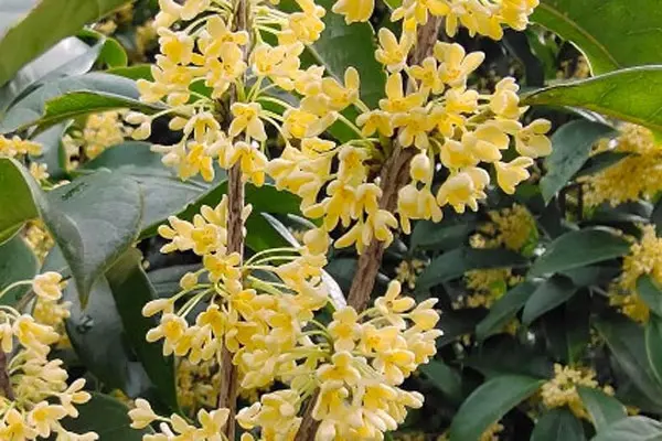 桂花树品种排行榜前十