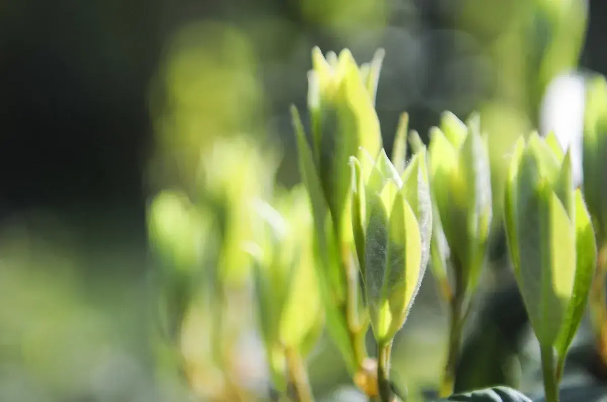 巫溪老鹰茶